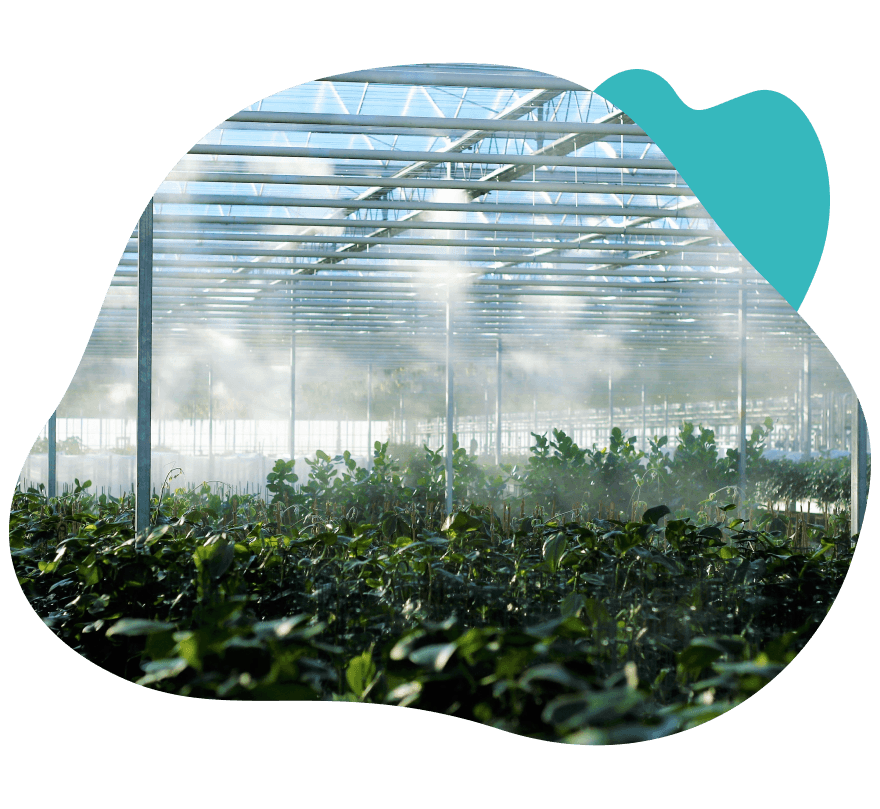 Modern greenhouse plant cultivation