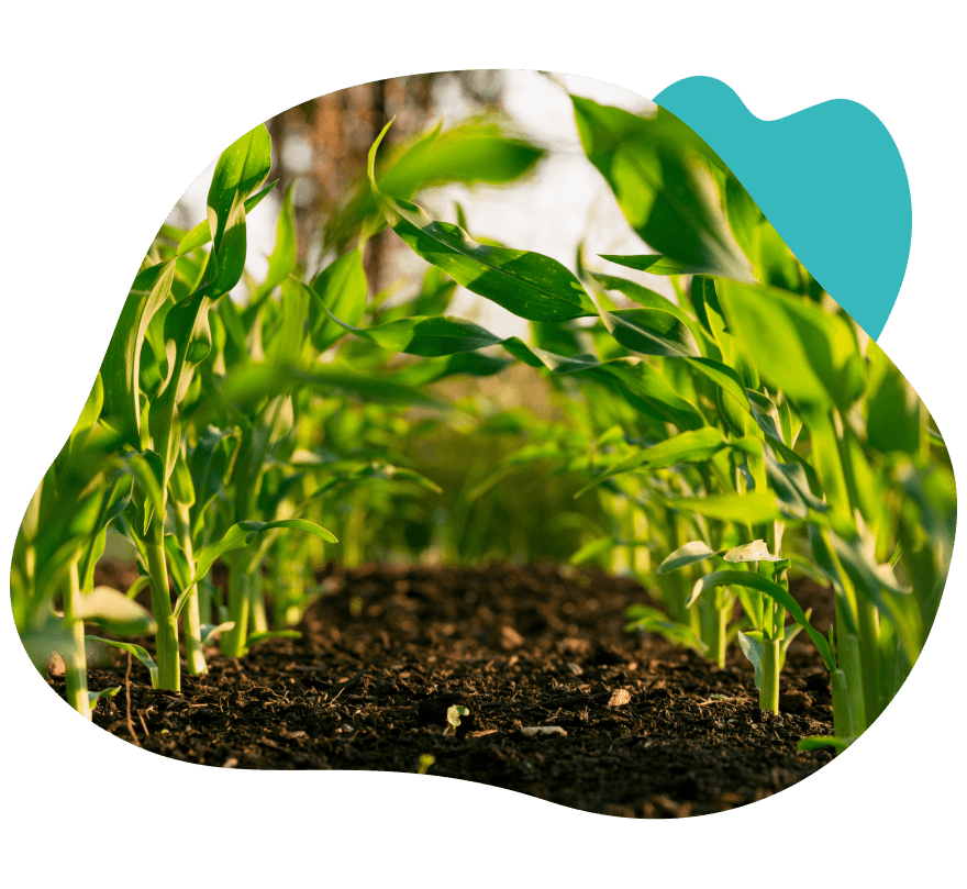 Modern plant cultivation